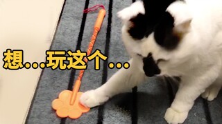 猫，能卑微到什么程度…