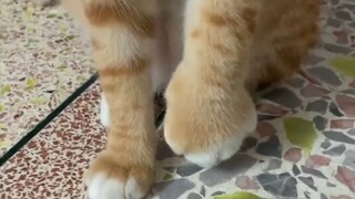 Chân của chú mèo con sưng lên như chân lợn và nguyên nhân đã được giải quyết!