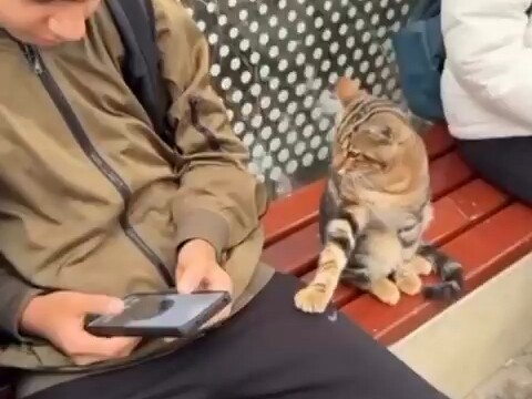 The child sitting at the station is gently touched by a cat’s paw; once it’s sure the area is safe, 