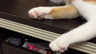 喵星人：这是人干的吗