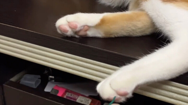 喵星人：这是人干的吗