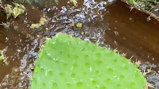 【فيديو تخفيف التوتر مع بانغ هو】 أحدث الفيديوهات متوفر الآن، يرجى المتابعة!