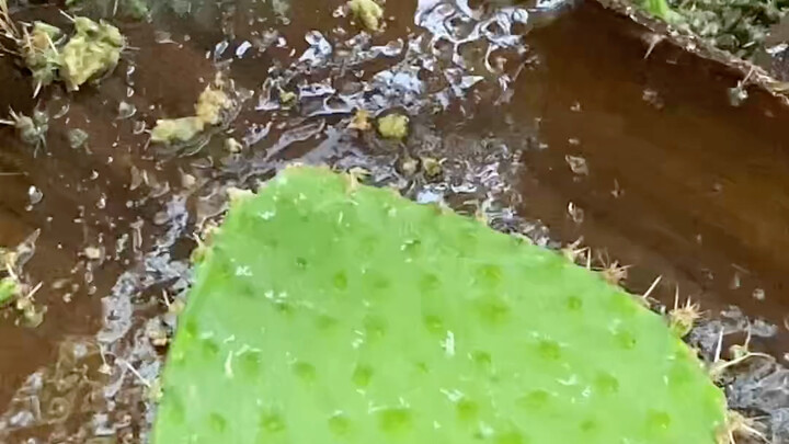 【胖虎解压视频】最新视频上线，求关注！