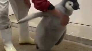 企鹅宝宝和饲养员之间的极限拉扯
