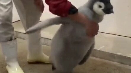 Extreme tug-of-war between baby penguins and their keepers