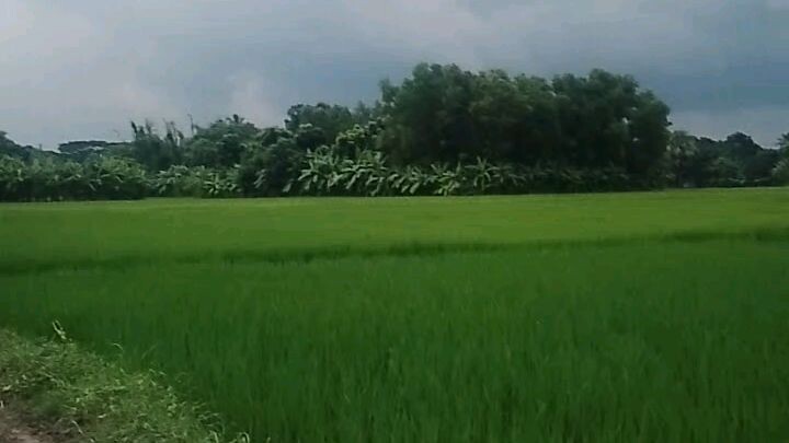 ধানের খেত