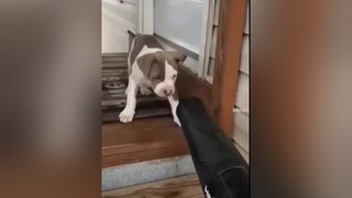 vuinhon haihuoc animals pet 2022 cat dog funny