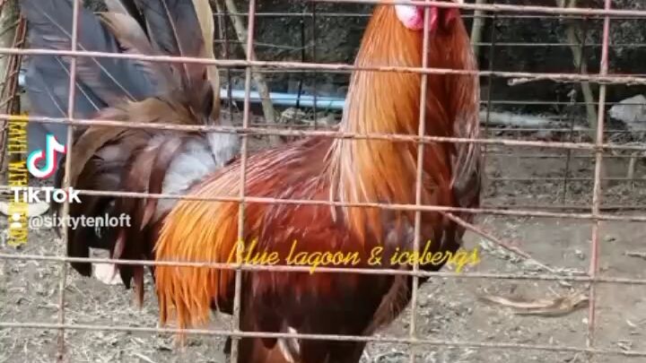 FAMILIA DE ORMOC GOLD X MCLEAN HATCH ♥️