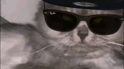 My cool 😎 cat😆