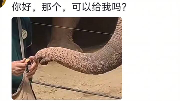 Apa bedanya sama anak kecil! Lucu banget, terus aja ngotot minta makan hahahahahaha!