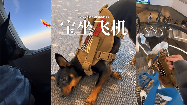 The dog’s first time on a plane—so well-behaved and obedient!