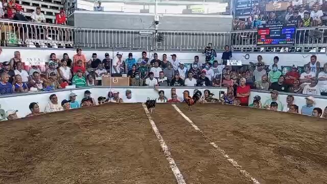 5 stag derby new cuenca arena