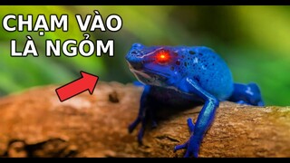 BẠN sẽ NGỎM NGAY LẬP TỨC nếu chạm vào SINH VẬT CỰC ĐỘC NÀY | GNDTT