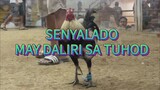 SENYALADO MAY DALIRI SA TUHOD, WINNER