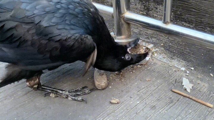 The raven’s carefully hidden treats have once again been snatched by the sneaky, disabled little rav