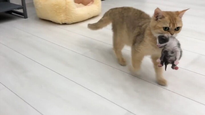 Boss bị mèo con lấy mất chỗ ngủ