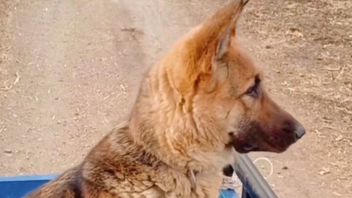 Saat Bilang Kambing Hilang, Anjing Ini Langsung Menggila