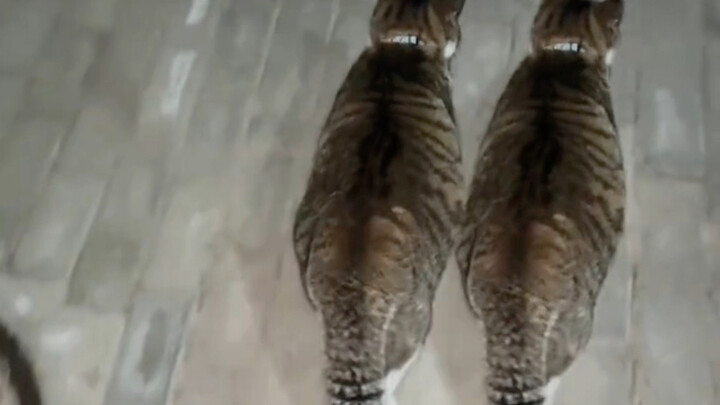 Are there twin cats that look exactly alike?