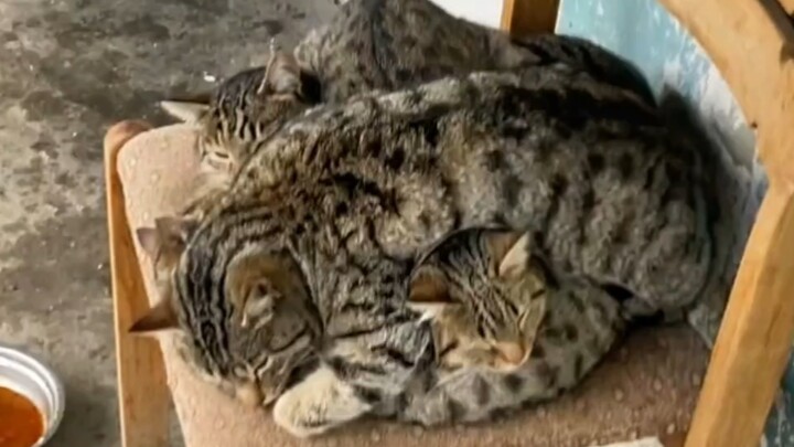 แมวซ้อนๆๆ