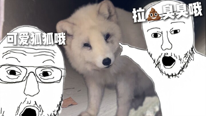 Apa yang disebut dengan “yang kamu kira selamatkan itu adalah samoyed”?