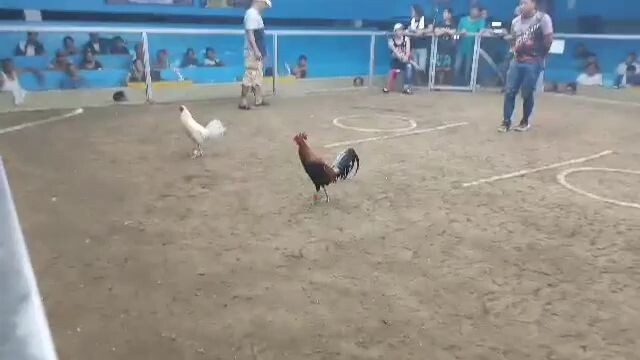 rafael 5