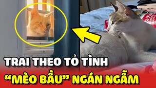 Nàng mèo NGÁN NGẪM vì CÓ BẦU mà vẫn có TRAI theo TỎ TÌNH 😂 | Yêu Lu