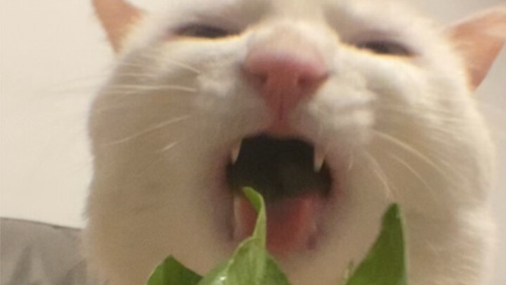 Aaaah! Meow, I’m gonna gobble you up in one bite!