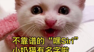 Thật sự không đáng tin cậy khi sử dụng "Siri" để đặt tên cho mèo con, nhưng mèo con đã tự chọn tên c