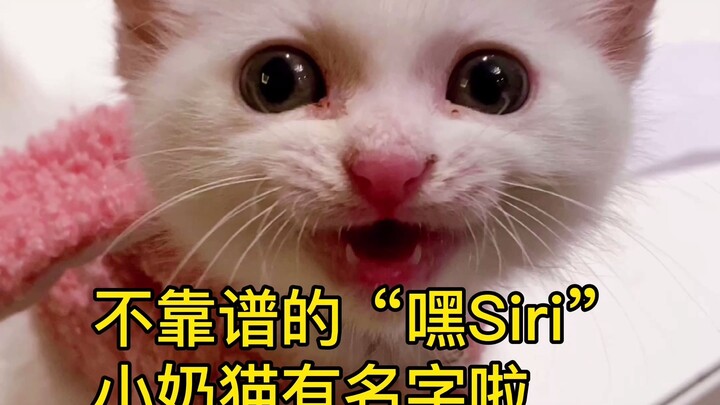 การใช้ "Siri" เพื่อตั้งชื่อลูกแมวนั้นไม่น่าเชื่อถือเลย แต่ลูกแมวก็ได้เลือกชื่อให้กับตัวเองไปแล้ว!