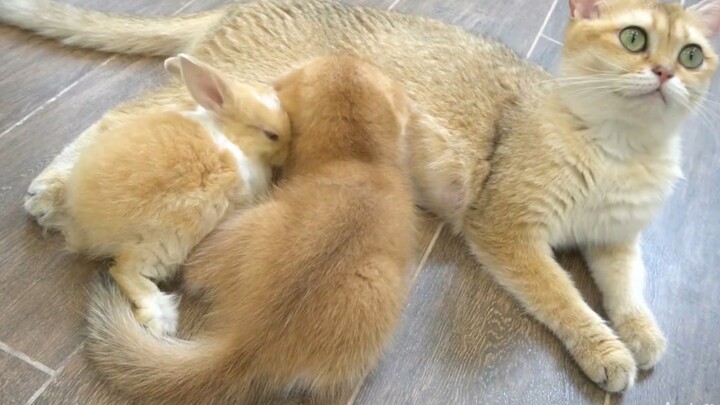 Little Rabbit: A mother is whoever has milk.