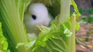 兔子为了躲避狗狗