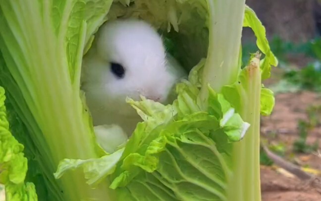 兔子为了躲避狗狗