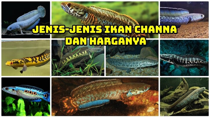 JENIS-JENIS IKAN CHANNA DAN HARGANYA || DENGAN CORAK MENAWAN