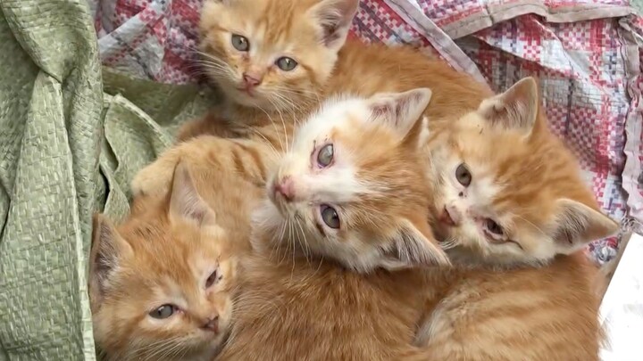 Một bầy mèo con ngước mắt nhìn chàng trai: “Chú ơi, xin chú đấy, tìm cho chúng cháu một mái nhà được