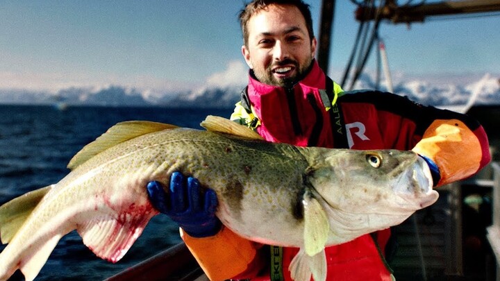 【ตัวอักษรภาษาอังกฤษ】ปลาตัวหนึ่งช่วยเหลือชาวไวกิ้งได้อย่างไร【Veritasium ธาตุแห่งความจริง】