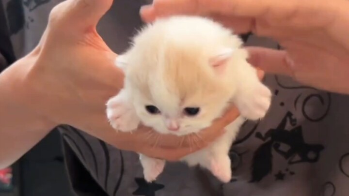 In case you’ve never seen a tiny kitten burp its milk!