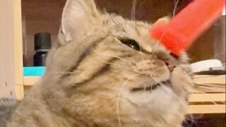 猫的速度是人类的七倍