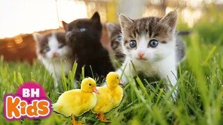 Bài Hát Thiếu Nhi Con Vât Cho Bé 🐥Ai Cũng Yêu Chú Mèo 😺 Thật Là Hay | Nhạc Thiếu Nhi