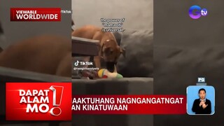 Aso na naaktuhang nagngangatngat ng laruan, kinatuwaan online | Dapat Alam Mo!