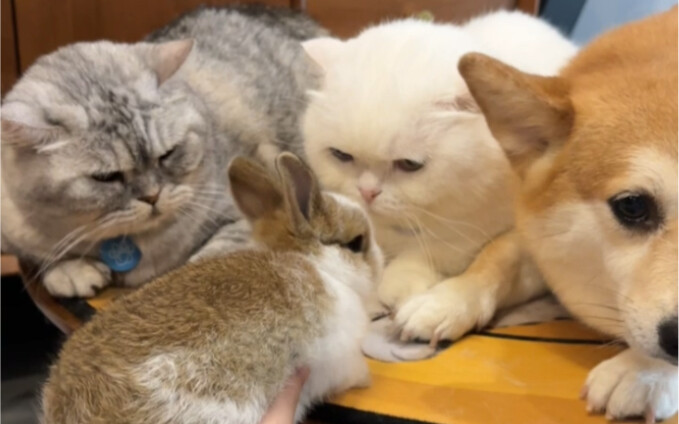 ลูกทั้ง 5 คนที่ฉันให้กำเนิด พวกเธอชอบคนไหนกันนะ?