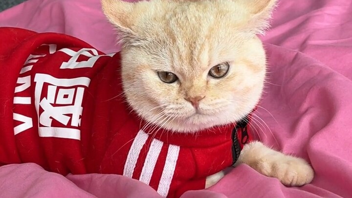Seriously! Only cat owners will understand this one!!