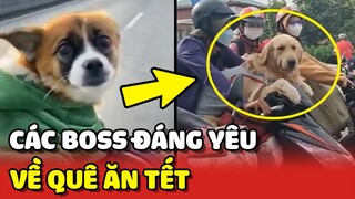 Những hình ảnh VỀ QUÊ ĂN TẾT vô cùng ĐÁNG YÊU của các Sen và Boss 🥰 | Yêu Lu