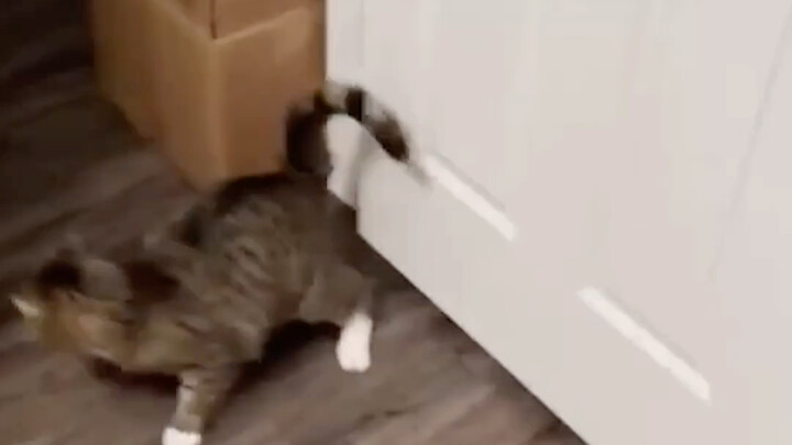 Cat: What the heck scared the cat half to death?