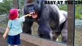 TRY NOT TO LAUGH Funny Babies At The Zoo - LAUGH TRIGGER