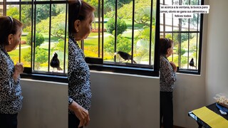 鸟儿与奶奶之间的交易