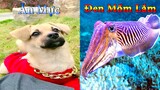 Dương KC | Bông Bé Bỏng Ham Ăn #17 | chó thông minh đáng yêu | funny cute smart dog pets Thú Cưng TV