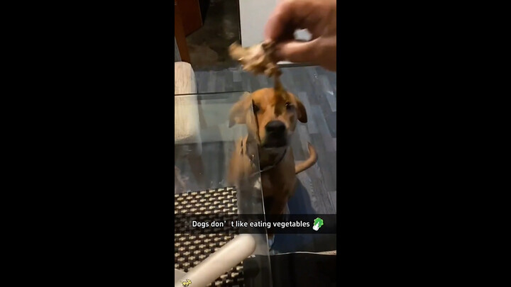 Chú chó không thích ăn rau