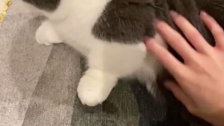 Thành công “đẩy đổ” một bé mèo con