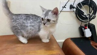 Unbox bé mèo anh lông ngắn(ALN) - chân ngắn - Munchkin giá Rẻ của Tiệm mèo Sen