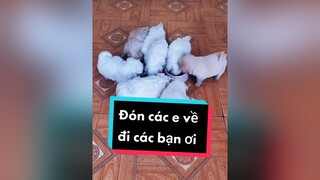 Đón các e về đi nào hihi cunyeucuadua chó chócon chókhôn chócute xuhuong fyp